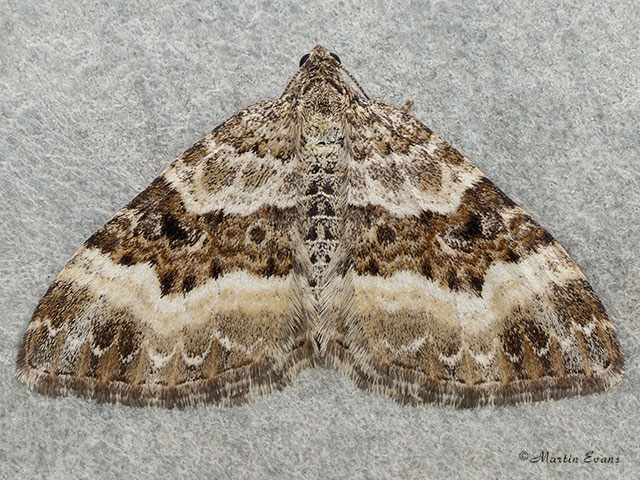  70.061 Common Carpet Copyright Martin Evans 
