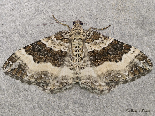  70.062 Wood Carpet Copyright Martin Evans 