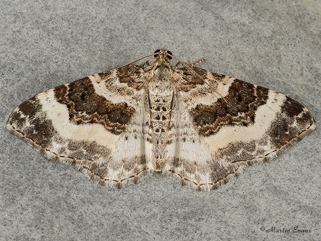  70.062 Wood Carpet Copyright Martin Evans 