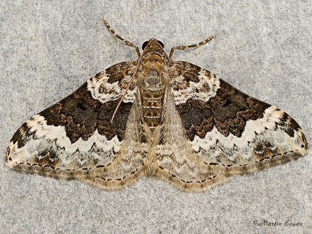  70.063 Galium Carpet Copyright Martin Evans 