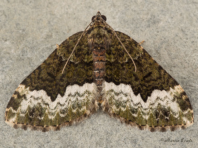 70.064 Cloaked Carpet Copyright Martin Evans 