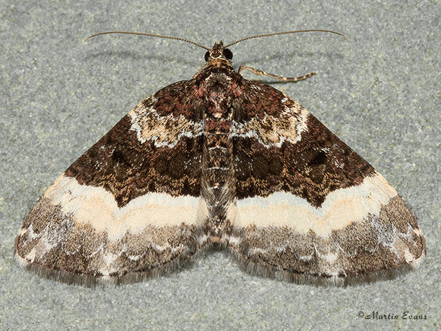  70.065 Sharp-angled Carpet Copyright Martin Evans 