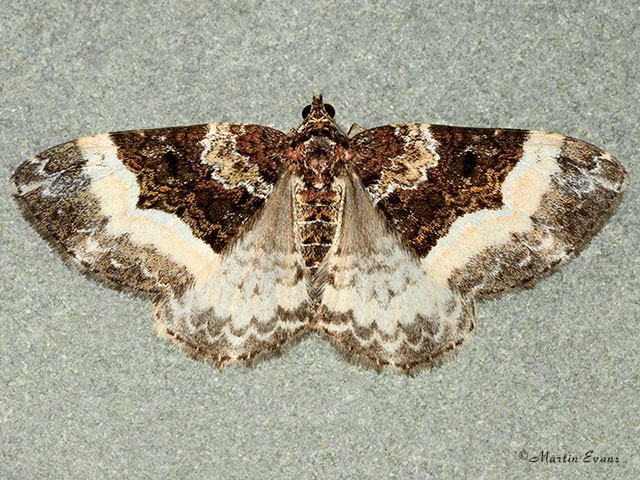  70.065 Sharp-angled Carpet Copyright Martin Evans 