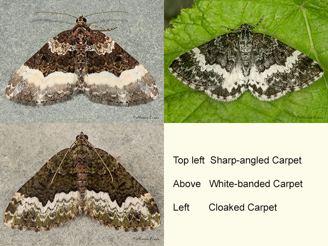  70.065 Sharp-angled Carpet, White-banded Carpet and Cloaked Carpet Copyright Martin Evans 