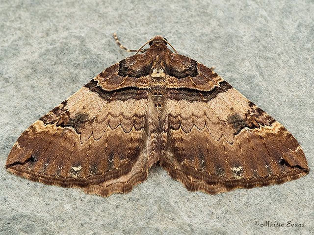  70.066 Shoulder Stripe Copyright Martin Evans 
