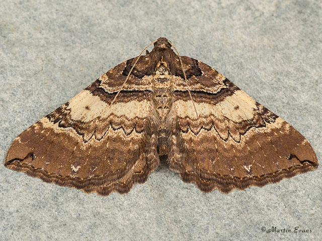  70.066 Shoulder Stripe Copyright Martin Evans 