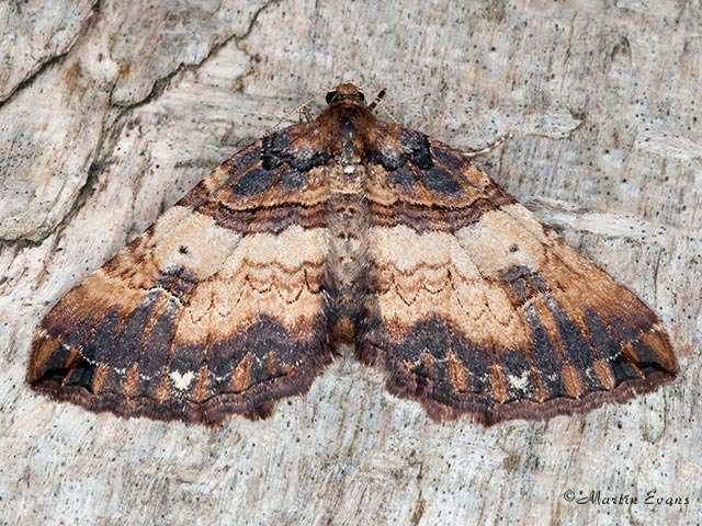  70.066 Shoulder Stripe Copyright Martin Evans 