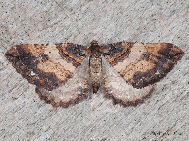  70.066 Shoulder Stripe revealing hind wings Copyright Martin Evans 