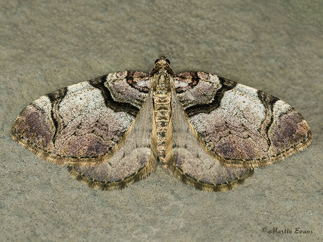  70.067 Streamer revealing hind wings Copyright Martin Evans 