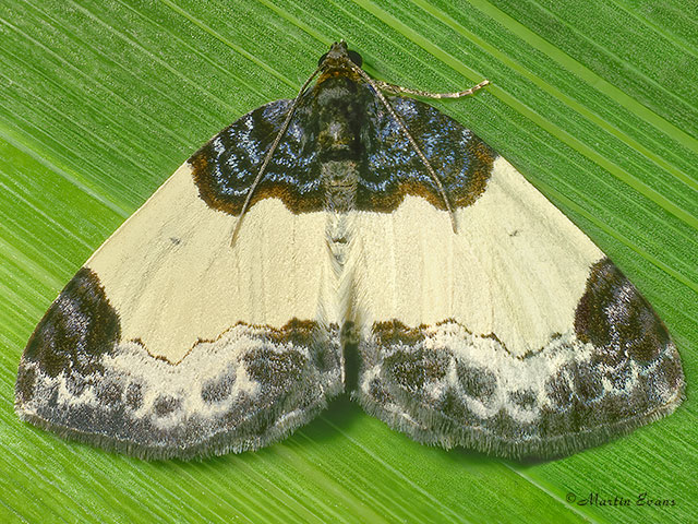  70.068 Beautiful Carpet Copyright Martin Evans 