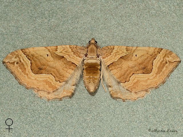  70.069 Dark Spinach Copyright Martin Evans 