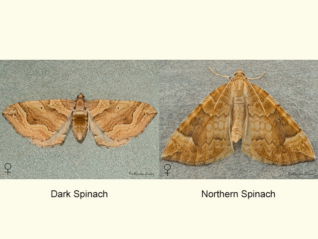  70.069 Dark Spinach and Northern Spinach Copyright Martin Evans 