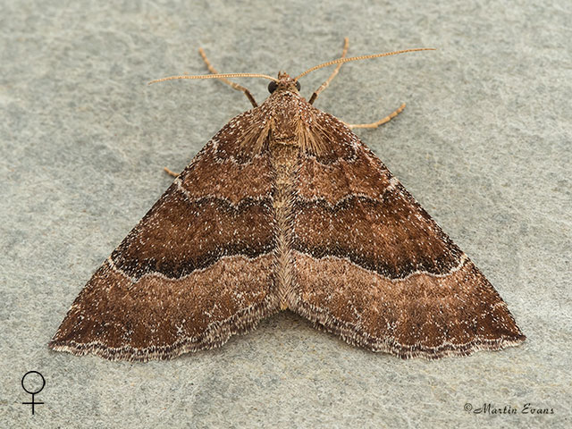  70.070 Mallow female Copyright Martin Evans 