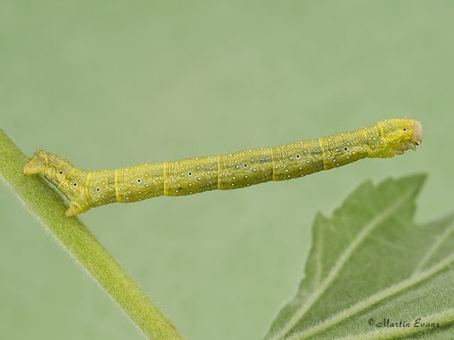  70.070 Mallow larva Copyright Martin Evans 