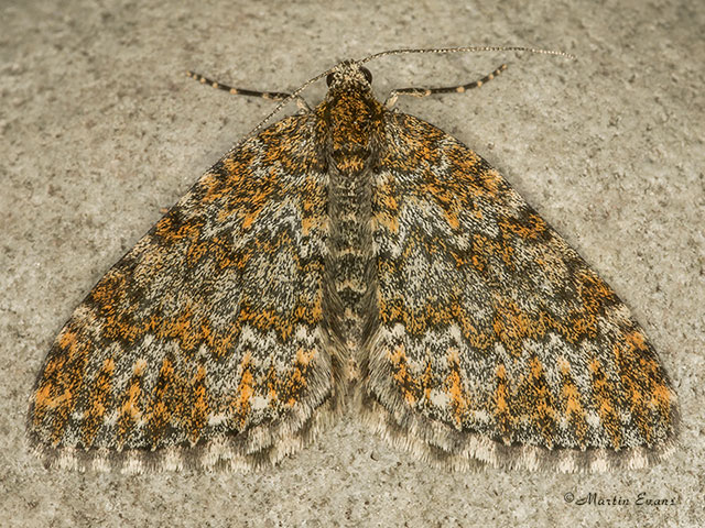  70.071 Yellow-ringed Carpet Copyright Martin Evans 