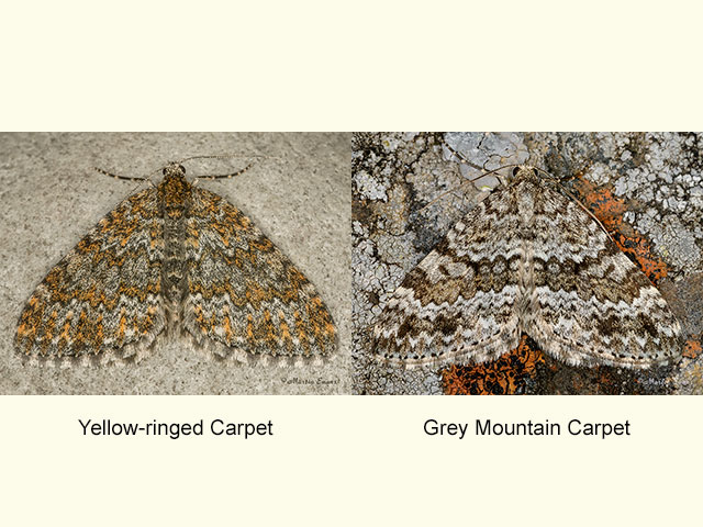  70.071 Yellow-ringed Carpet and Grey Mountain Carpet Copyright Martin Evans 