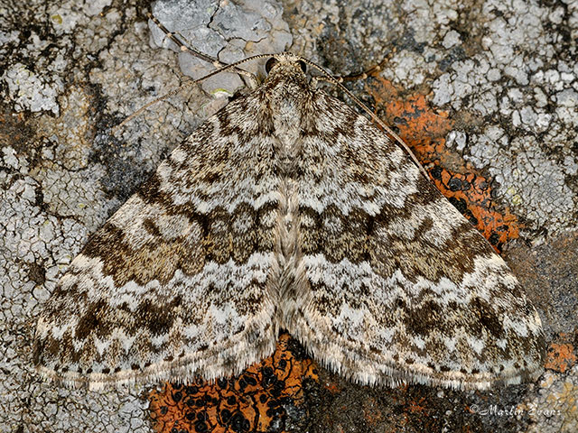 70.072 Grey Mountain Carpet Copyright Martin Evans 