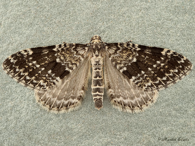  70.072 Grey Mountain Carpet dark form Copyright Martin Evans 