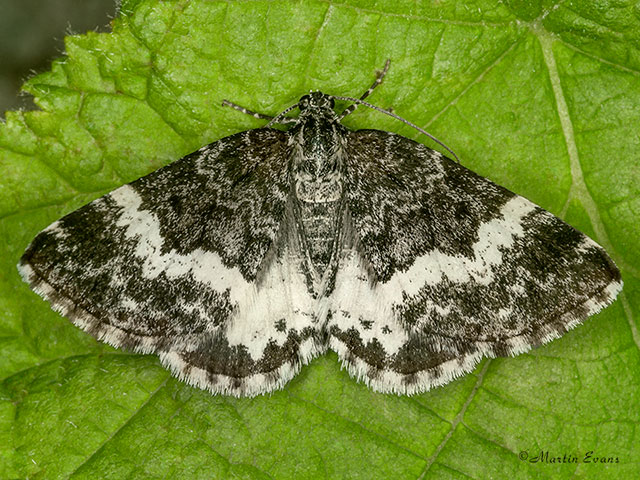  70.073 White-banded Carpet Copyright Martin Evans 