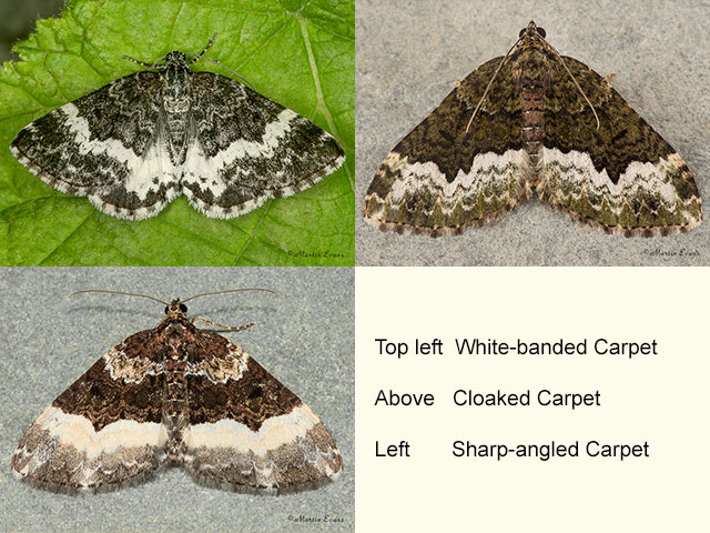  70.073 White-banded Carpet, Cloaked Carpet and Sharp-angled Carpet Copyright Martin Evans 