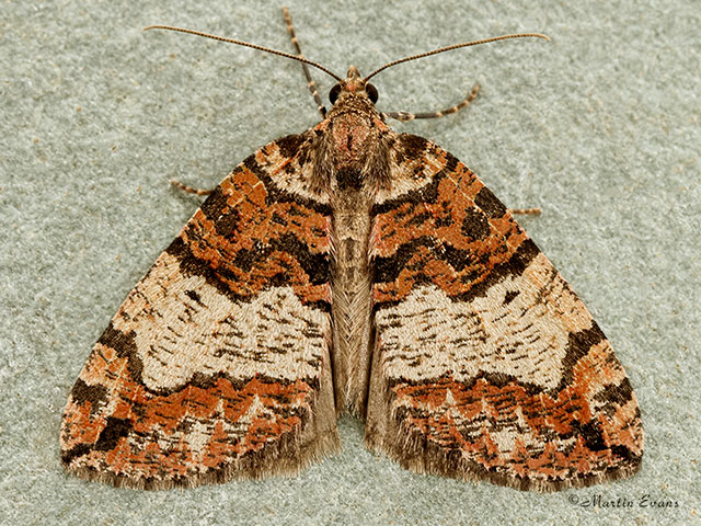  70.074 July Highflyer Copyright Martin Evans 