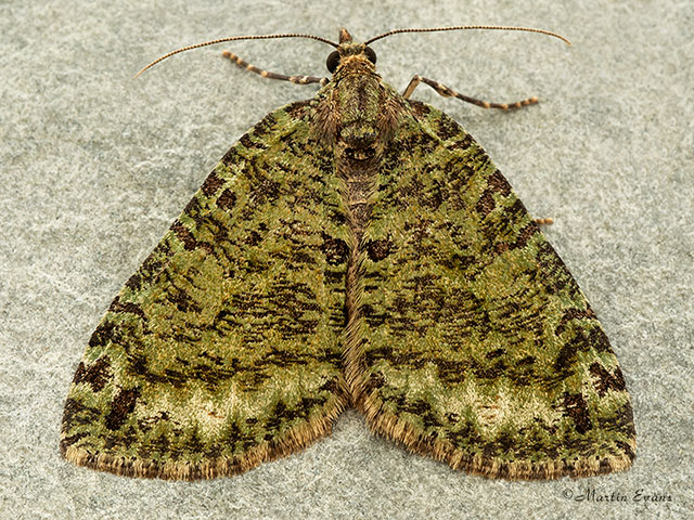  70.074 July Highflyer Copyright Martin Evans 