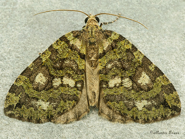  70.074 July Highflyer Copyright Martin Evans 