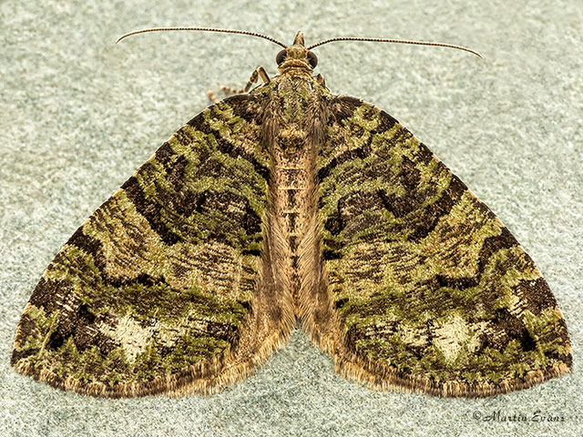  70.074 July Highflyer Copyright Martin Evans 