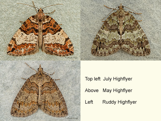  70.074 July Highflyer, May Highflyer and Ruddy Highflyer Copyright Martin Evans 