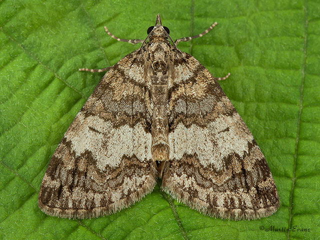  70.075 May Highflyer Copyright Martin Evans 