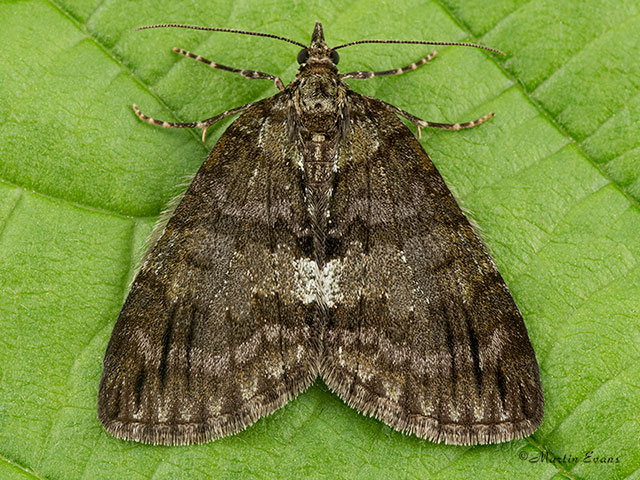  70.075 May Highflyer Copyright Martin Evans 