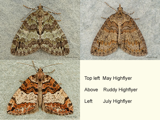  70.075 May Highflyer, Ruddy Highflyer and July Highflyer Copyright Martin Evans 