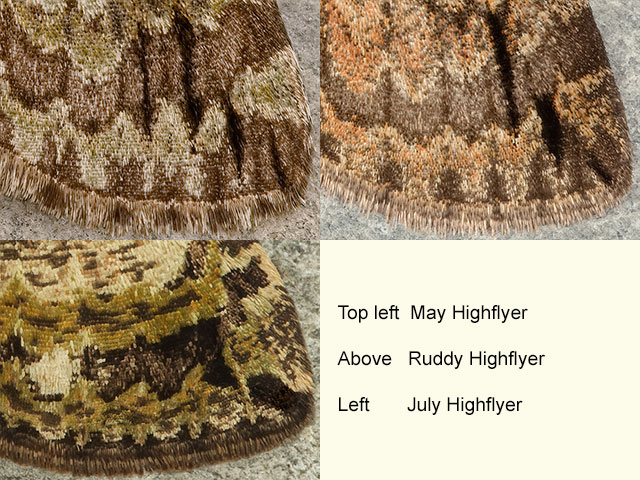  70.075 May Highflyer, Ruddy Highflyer and July Highflyer Copyright Martin Evans 