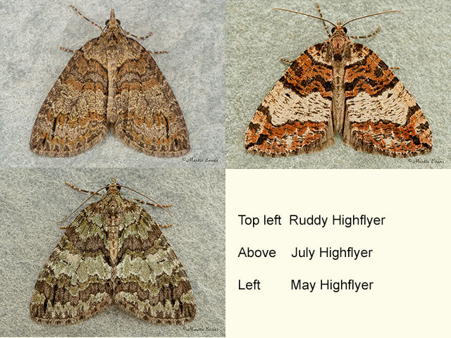  70.076 Ruddy Highflyer, July Highflyer and May Highflyer Copyright Martin Evans 