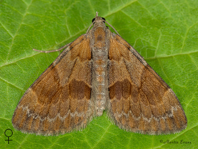  70.077 Pine Carpet female Copyright Martin Evans 