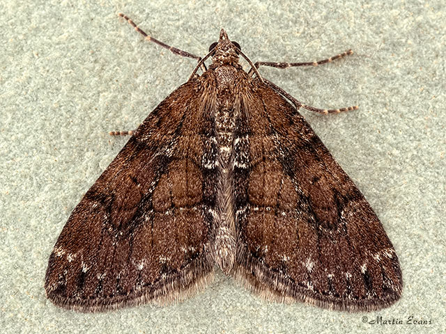  70.078 Chestnut-coloured Carpet Copyright Martin Evans 