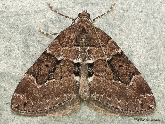  70.078 Chestnut-coloured Carpet Copyright Martin Evans 