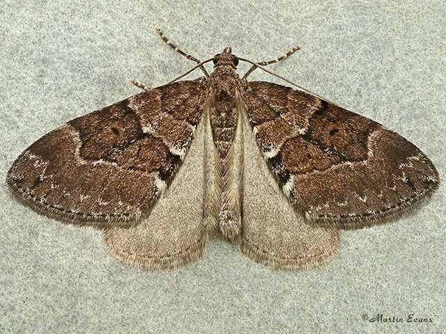  70.078 Chestnut-coloured Carpet Copyright Martin Evans 