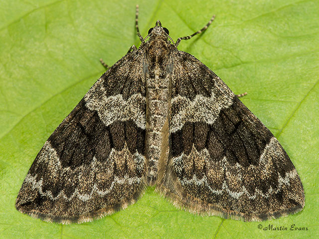  70.079 Spruce Carpet Copyright Martin Evans 