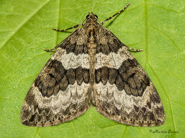  70.079 Spruce Carpet Copyright Martin Evans 