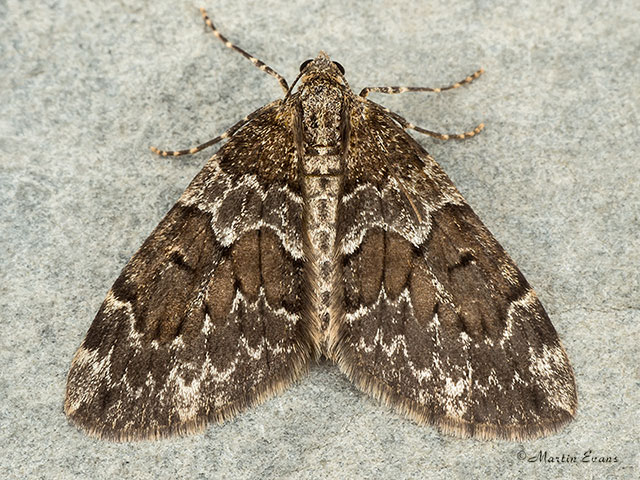  70.079 Spruce Carpet Copyright Martin Evans 