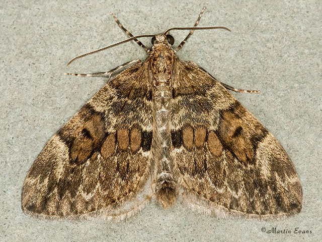  70.079 Spruce Carpet Copyright Martin Evans 