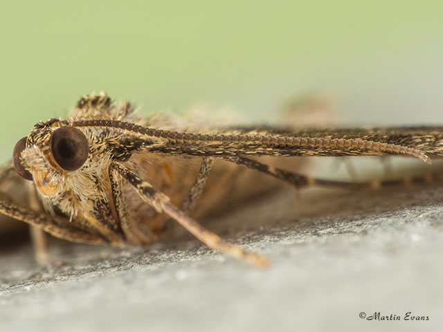  70.079 Spruce Carpet antenna Copyright Martin Evans 