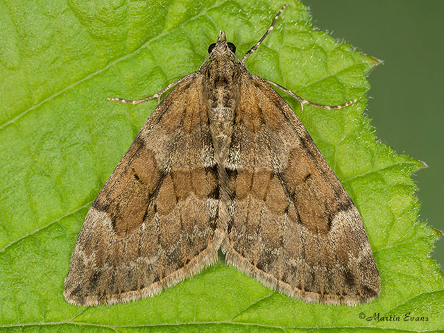  70.081 Grey Pine Carpet Copyright Martin Evans 