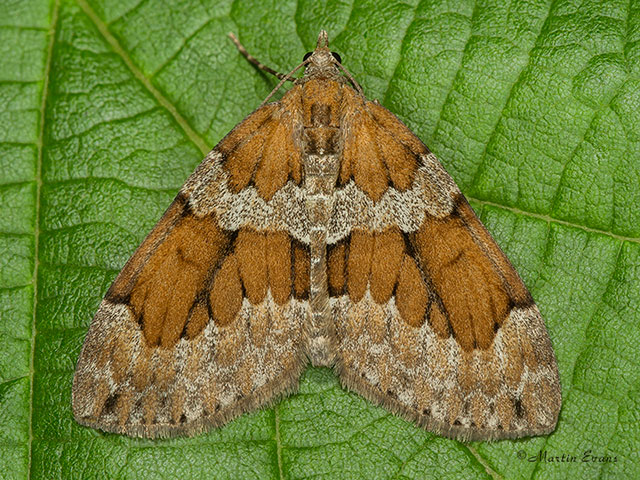  70.081 Grey Pine Carpet Copyright Martin Evans 