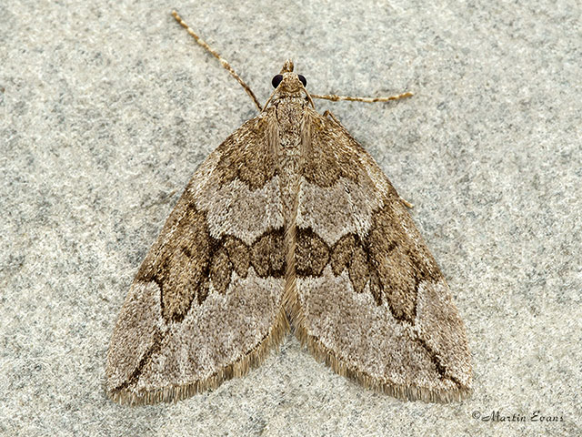  70.082 Juniper Carpet Copyright Martin Evans 