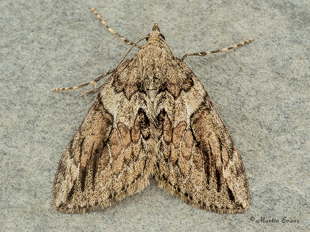  70.083 Cypress Carpet Copyright Martin Evans 