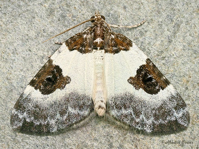  70.084 Blue-bordered Carpet Copyright Martin Evans 