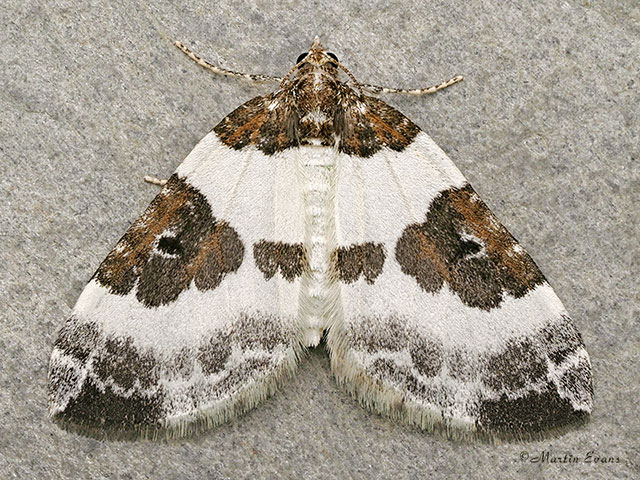  70.084 Blue-bordered Carpet Copyright Martin Evans 