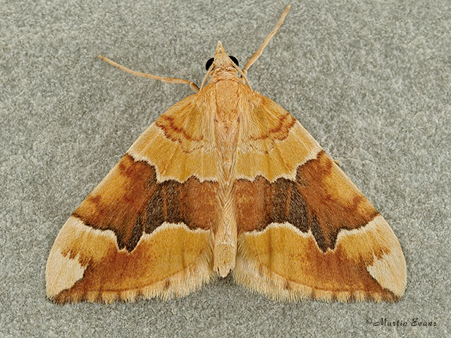  70.085 Barred Yellow Copyright Martin Evans 